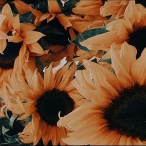 Meet your Posher, Jahneeva